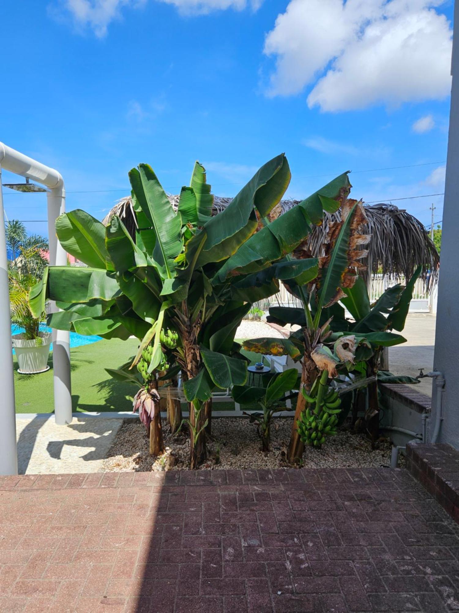 וילמסטאד Villa Raven'S Paradise מראה חיצוני תמונה